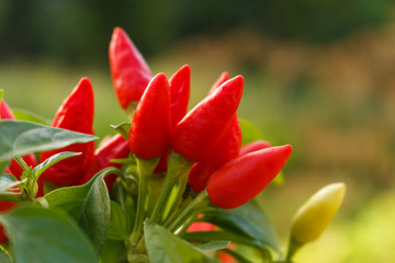 bird eye chili pepper on a blurry background