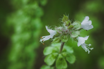flowering lemon Basil Ocimum americanum