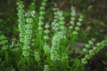 flowering lemon Basil Ocimum americanum