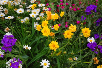 Fototapeta premium 花々