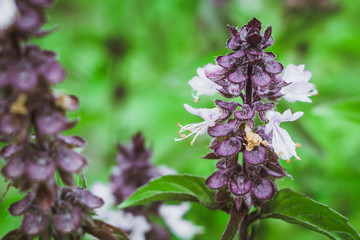 flowering Thai Basil