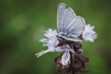 flowering Thai Basil