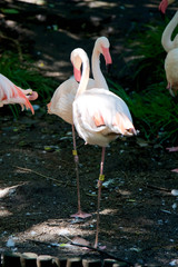 オオフラミンゴ