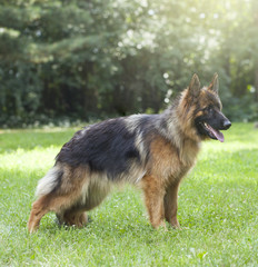 German shepherd dog