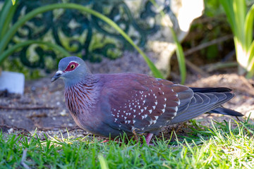 pigeon on the grass