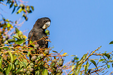 Male Red-tailed Black-Cockatoo eating honky nuts Western Australia