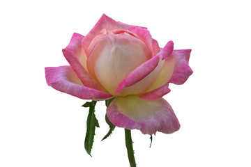 isolated pink rose for holidays on white background
