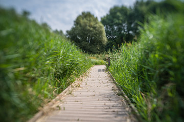 Wooden walking pathway through wetland