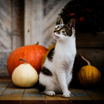 Cat with amputated leg sitting in front of front door decorated with pumpkins. Front Porch decorated for the Halloween, Thanksgiving, Autumn season.
