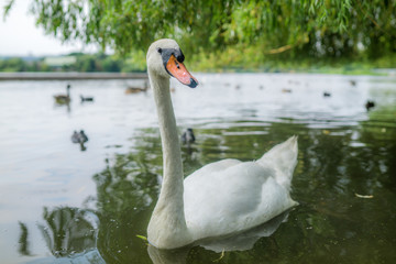 White swan swimming in the lake