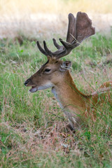 Portrait of a proudly looking deer