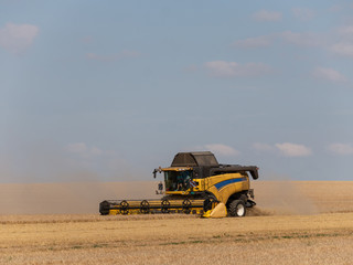 Obraz premium Yellow combine harvesters on the field. Combine harvest on grain field. Summer harvest and blue sky. Harvesting on grain field. Harvests wheat in the fields in summer.
