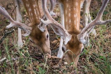 Two hungry spotted deers grazing