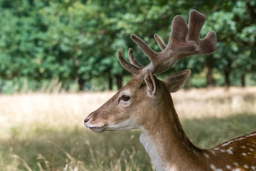 Portrait of a proudly looking deer