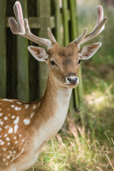 Portrait of a proudly looking deer