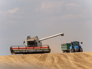 Fototapeta premium Combine harvesters and blue tractor. Combine harvest on grain field with a blue tractor with a trailer.