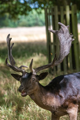 Portrait of a large male deer