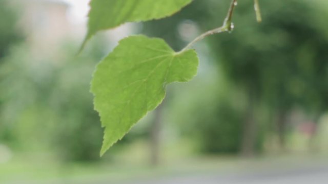 Slow motion handheld closeup of wet linden leaves