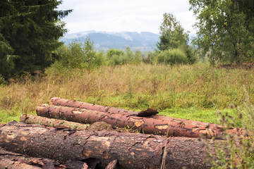 Still life in a forest with timber