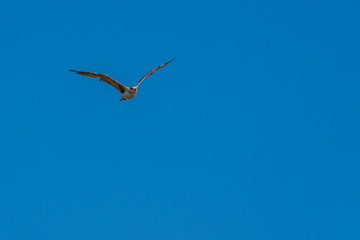 seagull flying in the sky