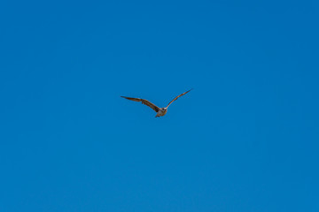 seagull flying in the sky