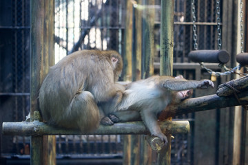 毛繕いするニホンザル