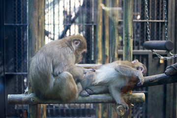毛繕いするニホンザル