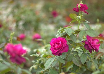 Blooming pink rose (Pastel Mauve) wet with dew,after rain.