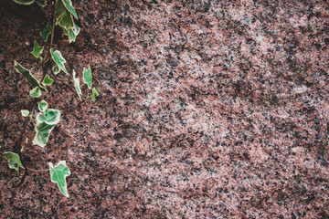 Granite wall with hanging plant