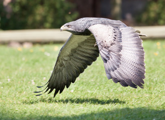 Fliegender Greifvogel