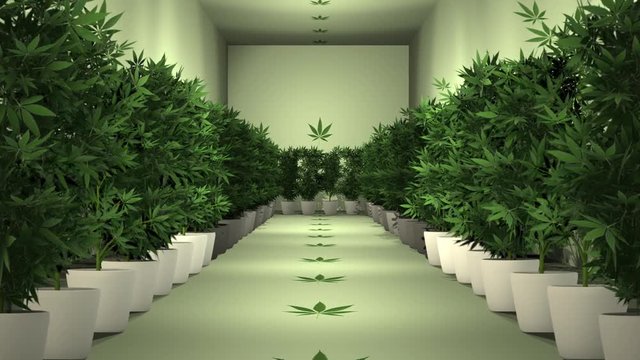 Cannabis Plants in Cultivation Room 3D Animation