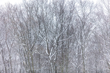 winter forest wonderland