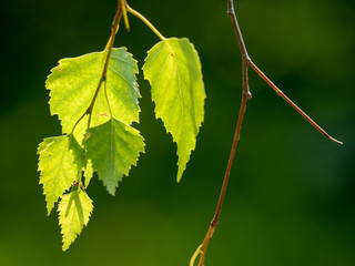 Birch leaves closeup. Sunlight on birch leaves. Grenn background.