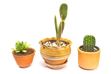 Photo sur Aluminium Cactus en pot Cactus en pot isolé sur blanc