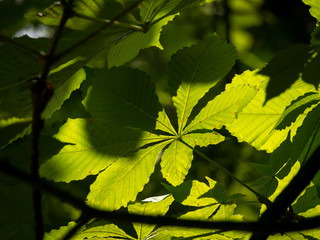 Chestnut leaf closeup. Sunlight and chestnut leaf. Green chestnut leaf.