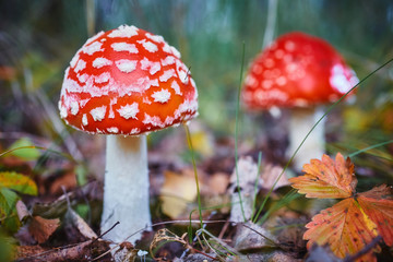 Amanita Muscaria, poisonous mushroom. Photo has been taken in the natural forest background.