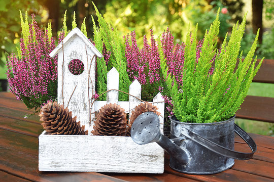 Wrzos - kompozycja z konewką i szyszkami