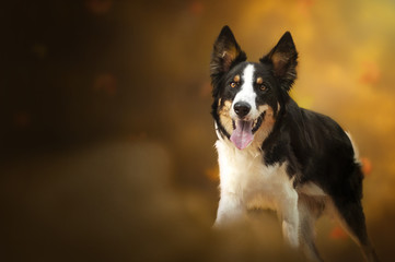 Border collie