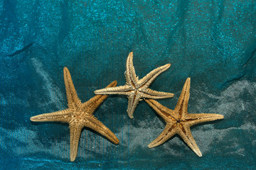 Fototapeta na wymiar starfishes on the beach