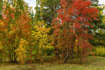 Naklejka premium Beautiful view in autumn park, background