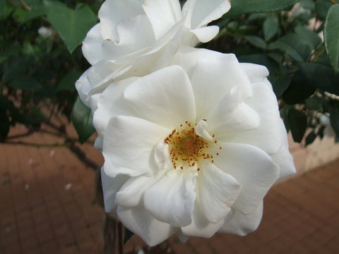 white rose mackro