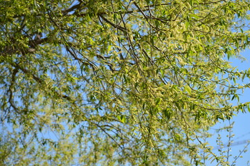 green leaves and blue sky, spring