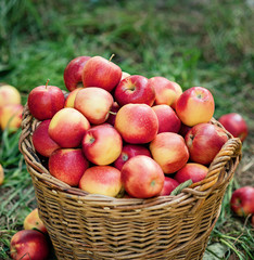 Apple harvest. Ripe red apples in the basket on the green grass.