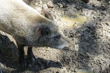 Fototapeta premium Wild pig ,in a zoo, with mud and still water. aerial view.