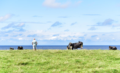A shepherd with bulls in countryside of Santander, Cantabria, Spain