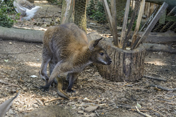 Single kangaroo close up in a zoo, portrait of a kangaroo.