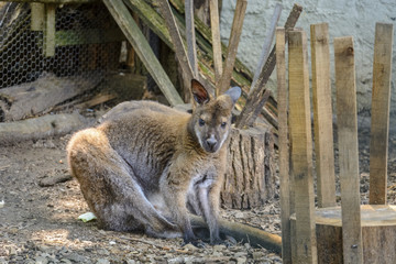 Single kangaroo close up in a zoo, portrait of a kangaroo.