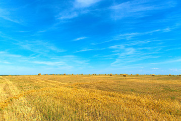 A field of harvested wheat with rolls of harvested hay.