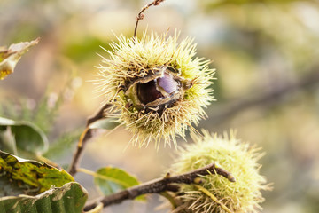 Edelkastanie an einem Zweig
