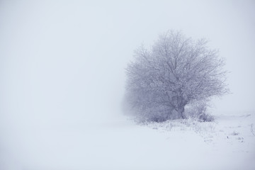 idyllic winter nature with tree on the snowy plain 